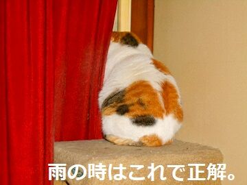 4月12日（36）仮