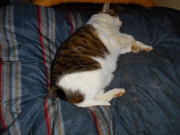 3月11日（21）仮