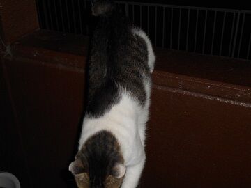 8月18日（36）仮