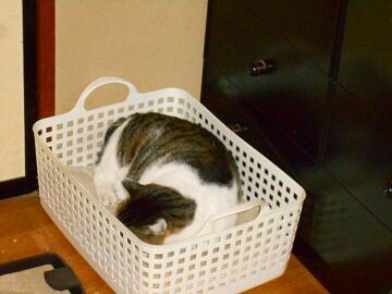 2月14日（26）仮