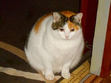 11月18日（4）仮