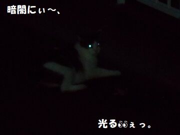 8月27日（59）仮