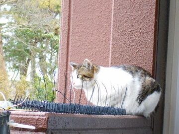 3月30日（24）仮