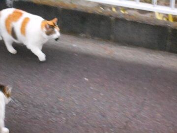 5月10日（11）仮