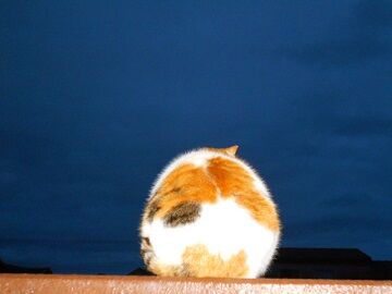 3月29日（37）仮