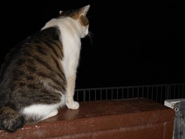 9月23日（22-11）仮