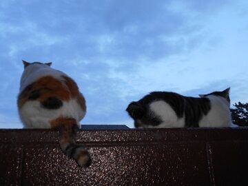 8月21日（36）仮