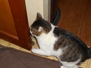 8月23日（78）仮