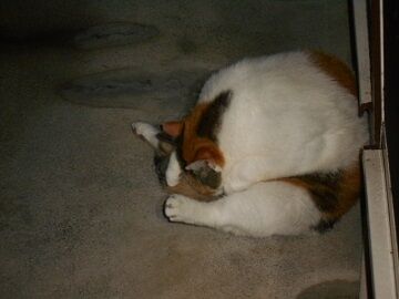 7月25日（31）仮