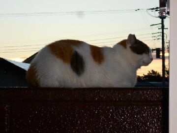 9月11日（5-6）仮