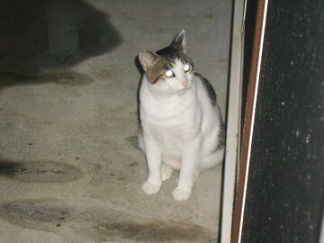 7月14日（56）仮