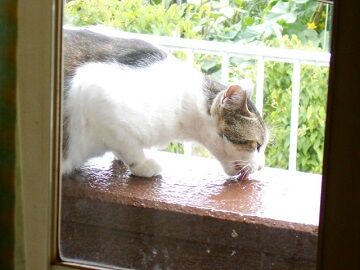 6月24日（16）仮