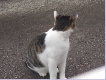 7月31日（11）仮