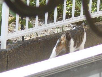 9月12日(26)仮