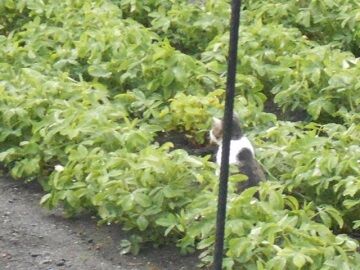 7月14日（18）仮