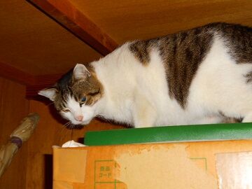 1月29日（39）仮