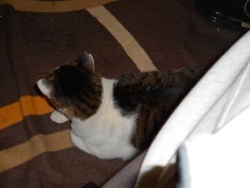 11月30日（56）仮