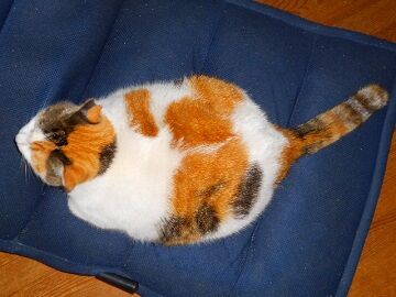 11月22日（20）仮