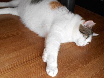 8月31日（22）仮