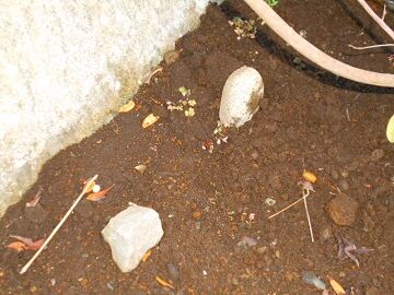 11月19日（9）仮