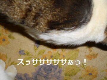 4月11日（49）仮