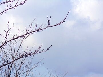 1月15日（25）仮