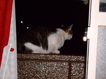 10月4日（5-11）仮