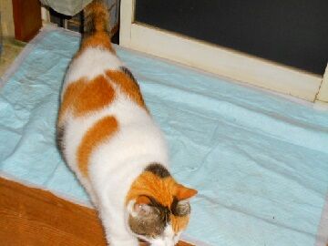 12月2日（45）仮