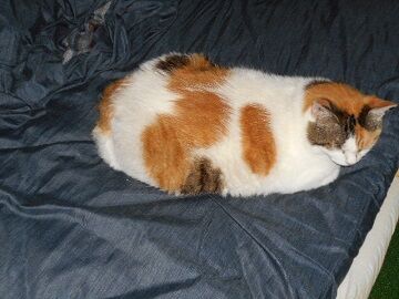 6月29日（116）仮