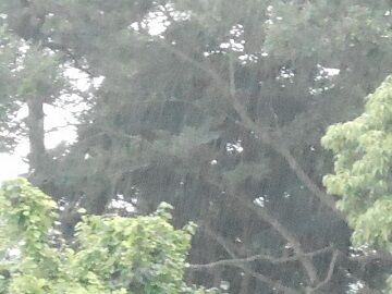 7月19日（21）仮