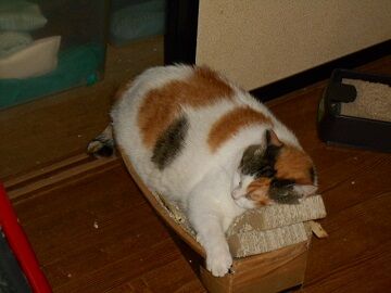 8月15日（35）仮