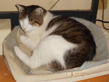 6月28日（21）仮