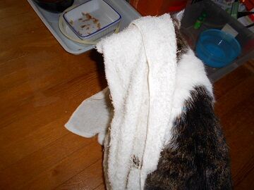 11月24日（2）仮