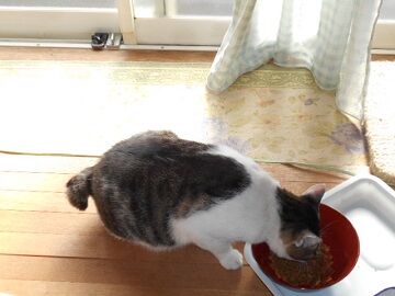 9月17日（8-2）仮