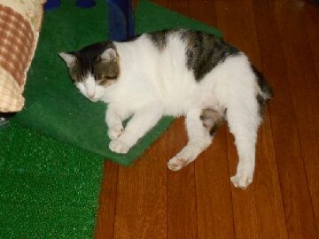 10月5日（55）仮