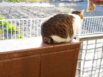 12月29日（38）仮