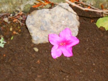 5月11日（23）仮