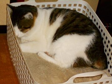 11月30日（51）仮