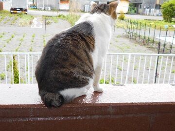 5月26日（14）仮