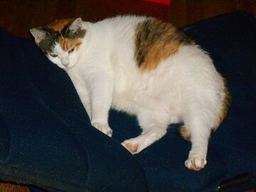 7月19日（40）仮