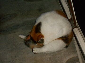 7月25日（33）仮