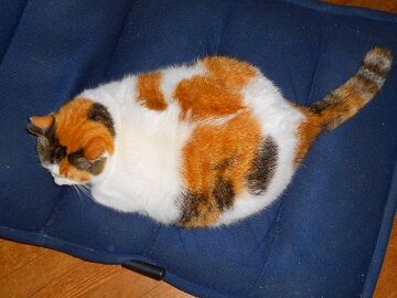 11月22日（19）仮