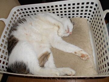 6月29日（60）仮