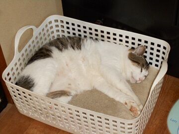 6月29日（47）仮