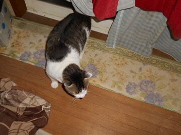 10月1日（18-1）仮