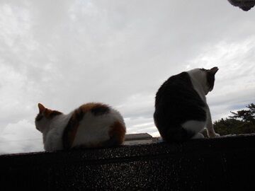 6月20日（53）仮