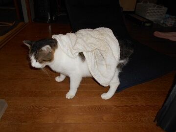 10月12日（21）仮