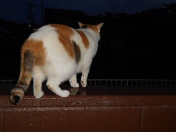 9月3日（18-3）仮