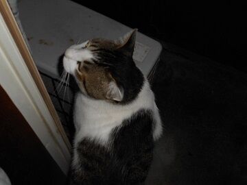 7月23日（52）仮