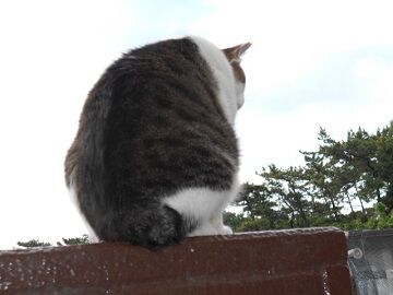 6月29日（20）仮